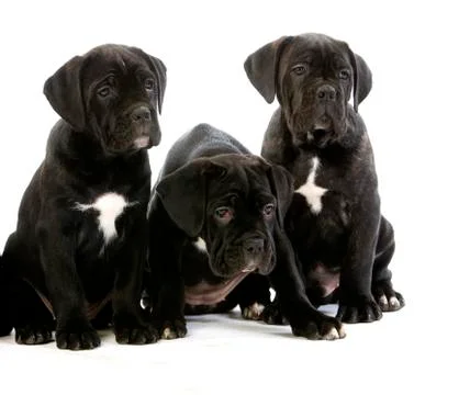 CANE CORSO Stock Photos