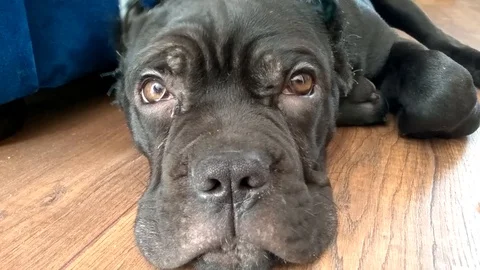 Cane-Corso puppy with cropped ears is lying on the floor of the apartment an Stock Footage 127903824