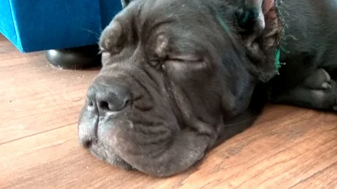 Cane-Corso puppy with cropped ears is lying on the floor of the apartment Stock Footage 127904099