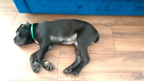 Cane-Corso puppy with cropped ears is lying on the floor of the apartment Stock Footage 127904430