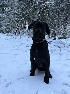 Cane Corso puppy Stock Photos