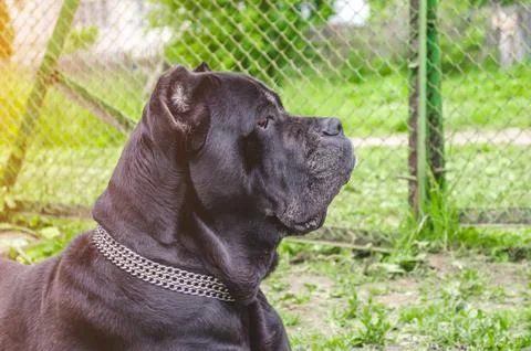 Cane Corso sits on the meadow, guards the yard. Foto stock