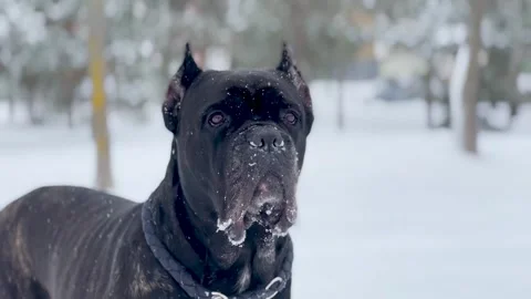 Cane Corso standing in snowy park, powerful guard dog portrait 스톡 동영상 328469295