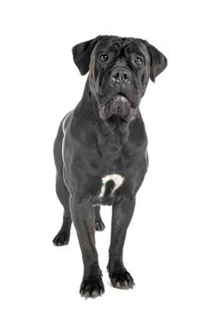 Cane corso in studio Foto stock