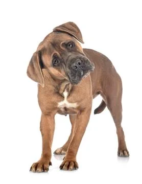Cane corso in studio Stock Photos