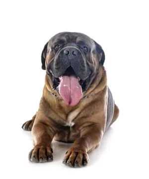 Cane corso in studio Stock Photos