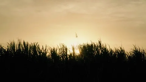 Cane Field in Guyana Silhouette Stock Footage