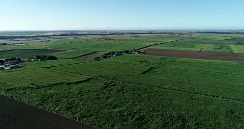 Cane Fields 1 4k Stockbeeldmateriaal 91797533