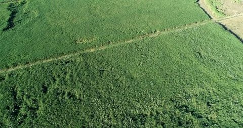 Cane Fields 2 4k Stockbeeldmateriaal 91797568