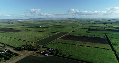 Cane Fields 4 4k Stockbeeldmateriaal 91798106