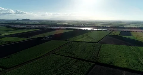 Cane Fields 5 4k Stockbeeldmateriaal 91798107