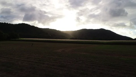 Cane fields Stock Footage