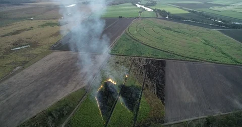 Cane Fire 2 4k Stockbeeldmateriaal 91799069