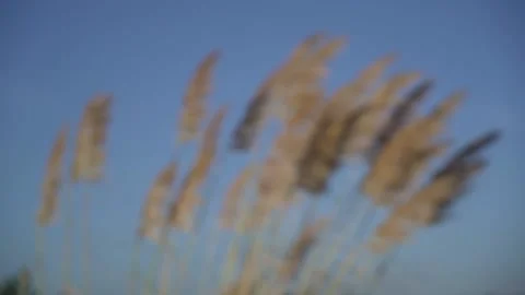 Cane flower focus slo mo Video stock 163558504