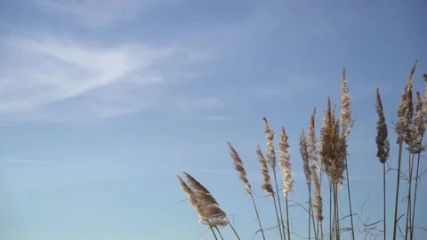 Cane flower slo mo Video stock 163558278