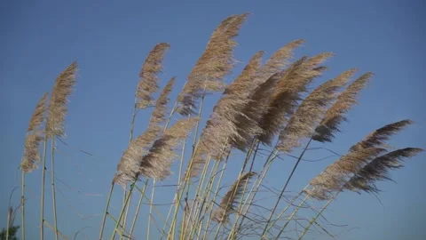 Cane flower slo mo Video stock 163558295
