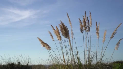 Cane flower slo mo Video stock 163558501