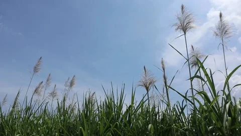 Cane flowers blowing in the wind on a blue sky background. Stock Footage 239692240
