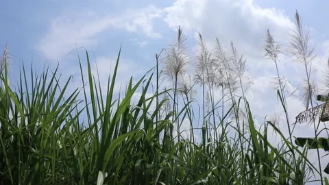 Cane flowers. A field of sugar cane in flower before harvest. Video stock 239692242