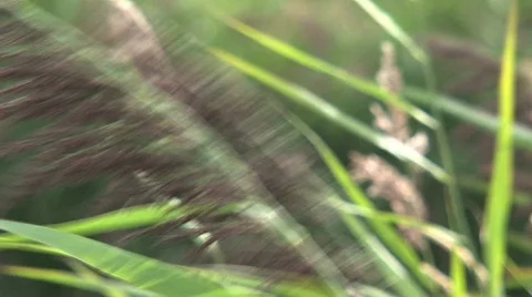 Cane Vídeo Stock 507933