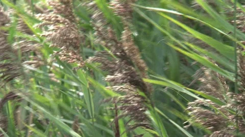 Cane Stock Footage 507944