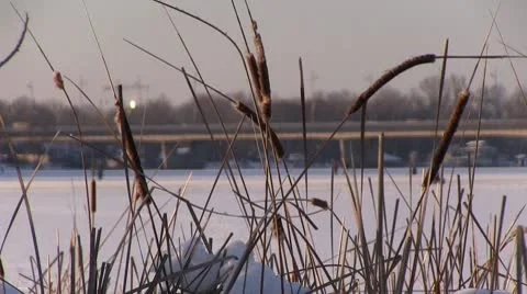 Cane Stock Footage 10720016