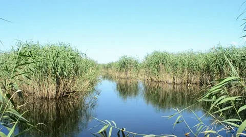 Cane Stock-Footage 36264751
