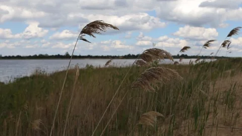 Cane Video stock 131819542