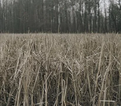 Cane in front of forest Stock Photos
