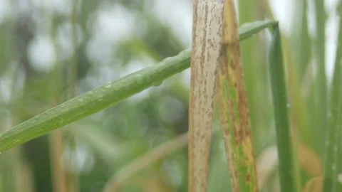 Cane Grass in Rain Stock Footage 137758610