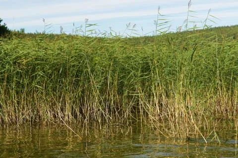 Cane growing Stock Photos