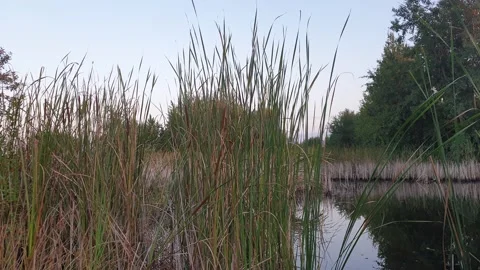 Cane grows near water Stock Footage 138048765