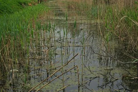 Cane grows in the swamp during spring time Stock Photos
