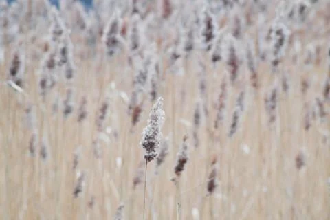 Cane growth Stock Photos