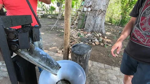 Cane juice extraction from sugar cane Stock Footage 148378731