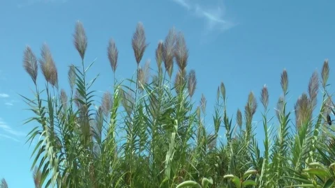 Cane moving from wind on blue sky background Stock Footage 72868726