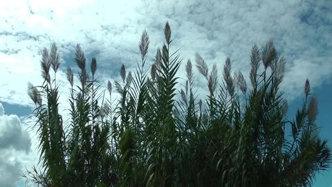 Cane moving from wind on blue sky with a clouds background Stock Footage 72870015