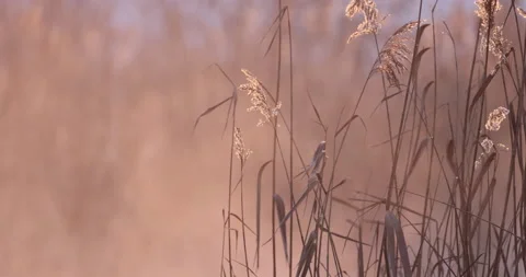 Cane near the west and steaming water in the background, 4K slow motion Stock Footage 166865481
