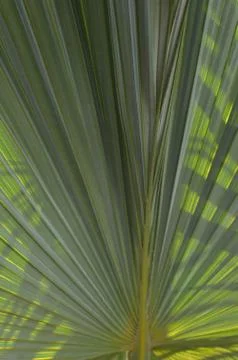 Cane palm 库存照片