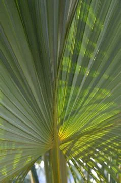 Cane palm Stock Photos