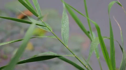 Cane on the rain Stock Footage 8831990