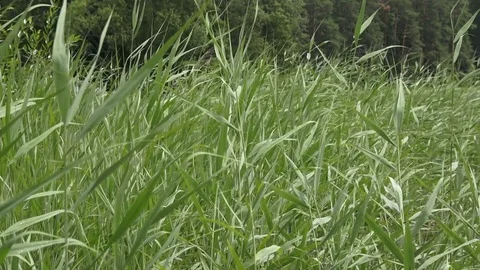 Cane reed background Stock Footage 80999073
