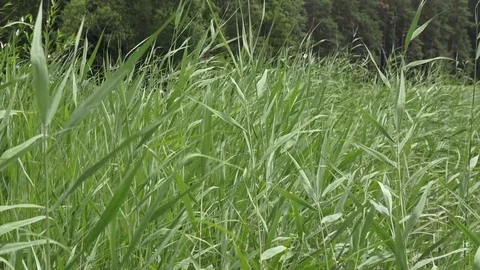 Cane reed background Stock Footage 81011016