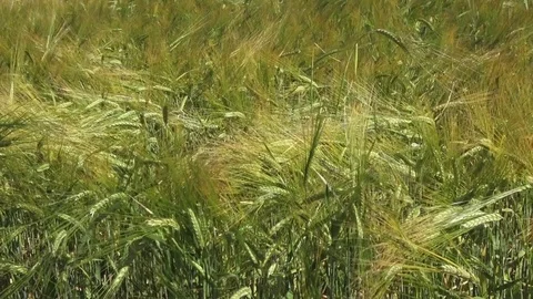 Cane reed background Stock Footage 83372352