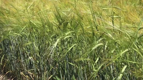 Cane reed background Stock Footage 83372355