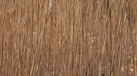 Cane, reed in wind landscape Stock Footage 37543462