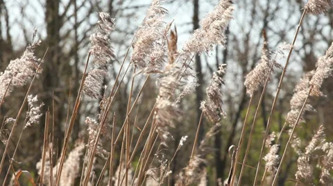Cane, reed in wind landscape Stock Footage 37543861