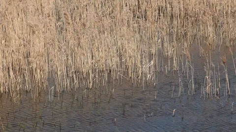 Cane, reed in wind landscape Stock Footage 37544634