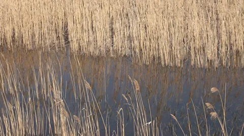 Cane, reed in wind landscape Stock Footage 37548014