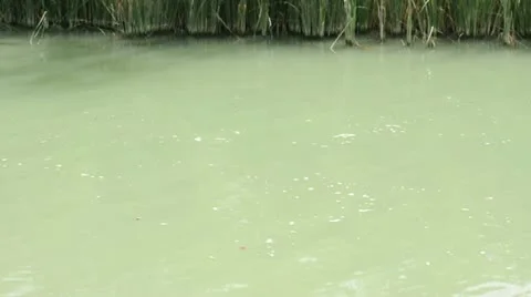 Cane in River Stock Footage 12463036